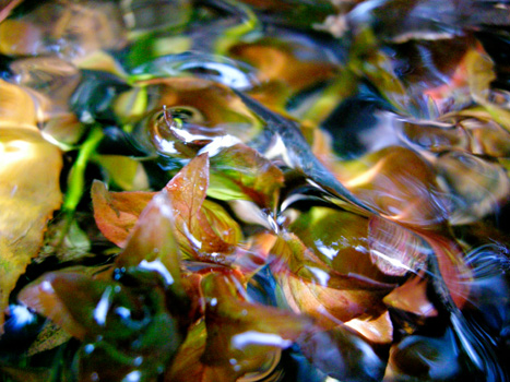 Tapawingo Springs, AL - I by David Young